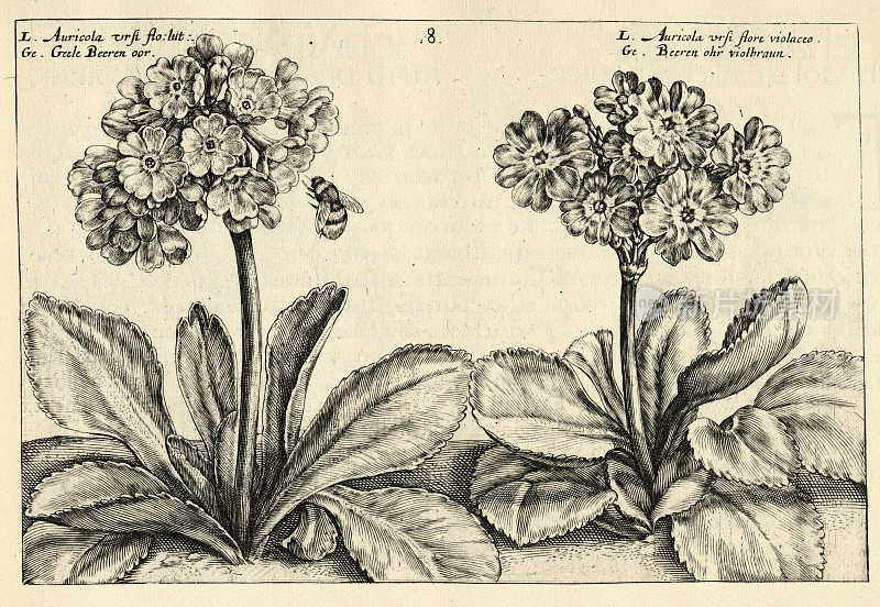 植物花卉木刻版画的Auricula ursi和Auricula ursi大，蜜蜂，从Hortus Floridus由Crispin de Passe，复古插图